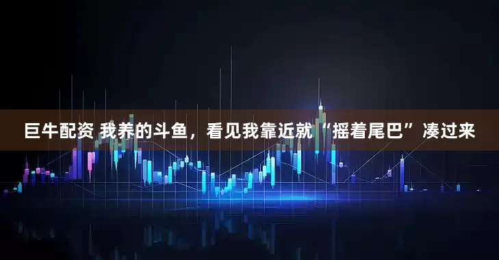 巨牛配资 我养的斗鱼，看见我靠近就 “摇着尾巴” 凑过来